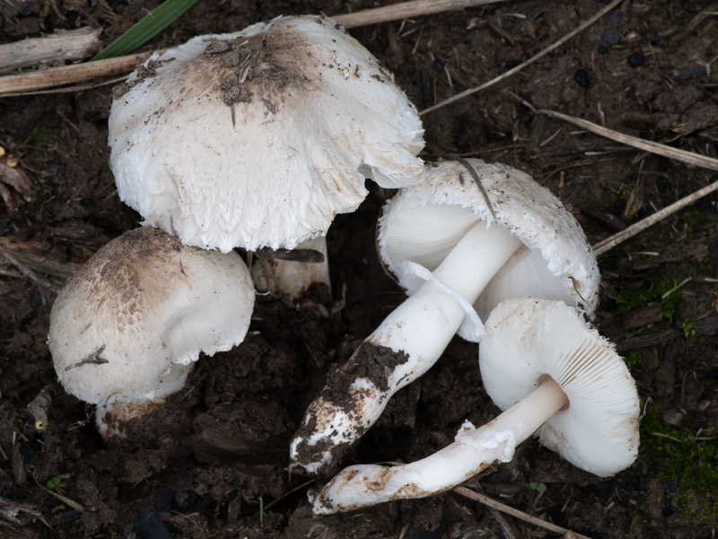 Leucoagaricus barssii